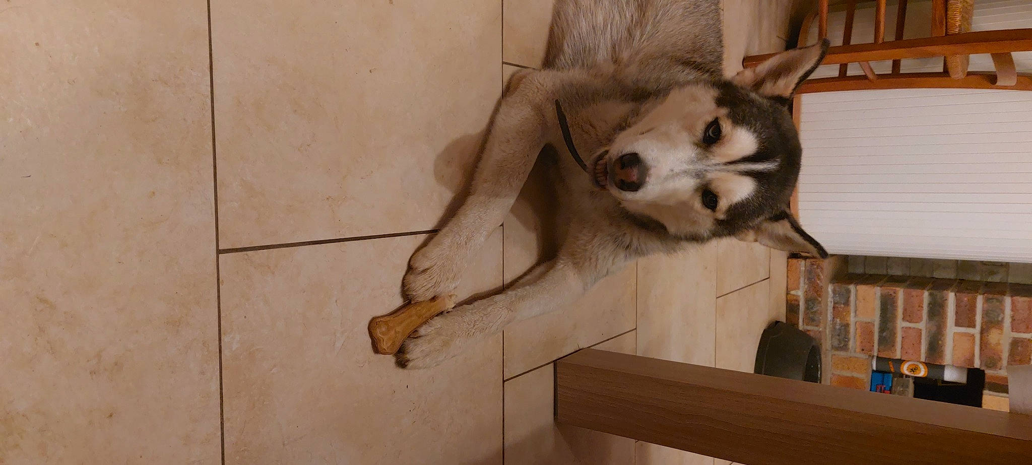 Alaska a rejoint le concours — aidez-le/la à gagner de superbes lots ! art, canidae, canis, carnivore, companion_dog, dog, dog_breed, fawn, flooring, fur, hardwood, jaw, paw, snout, sporting_group, tail, terrestrial_animal, wildlife, wood, working_animal