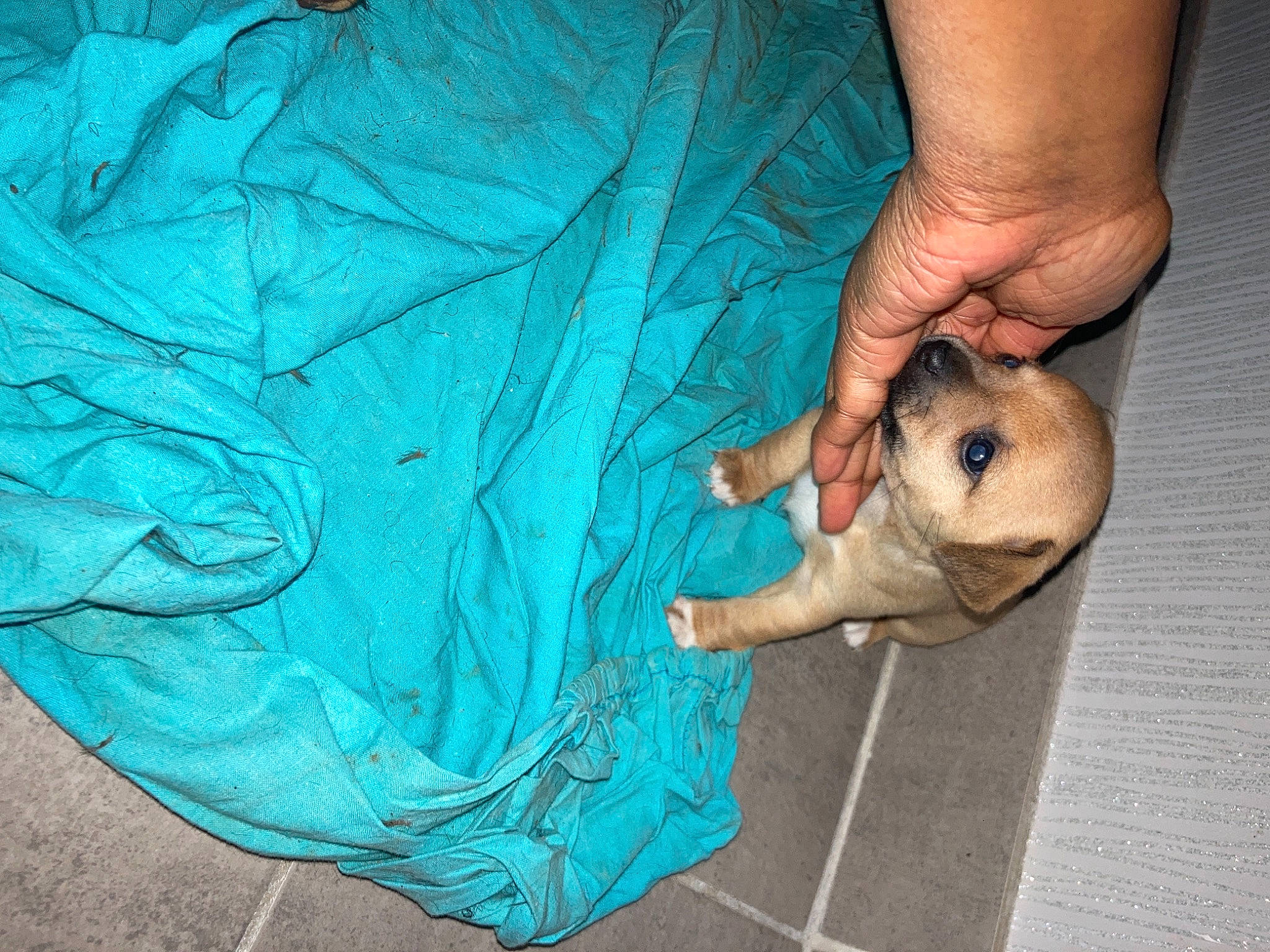 Zéna participe au concours pour gagner de l'argent avec cette photo : azure, blue, canidae, comfort, companion_dog, dog_breed, electric_blue, fawn, finger, flooring, foot, human_leg, knee, leg, linens, nail, pattern, sporting_group, sunglasses, whiskers