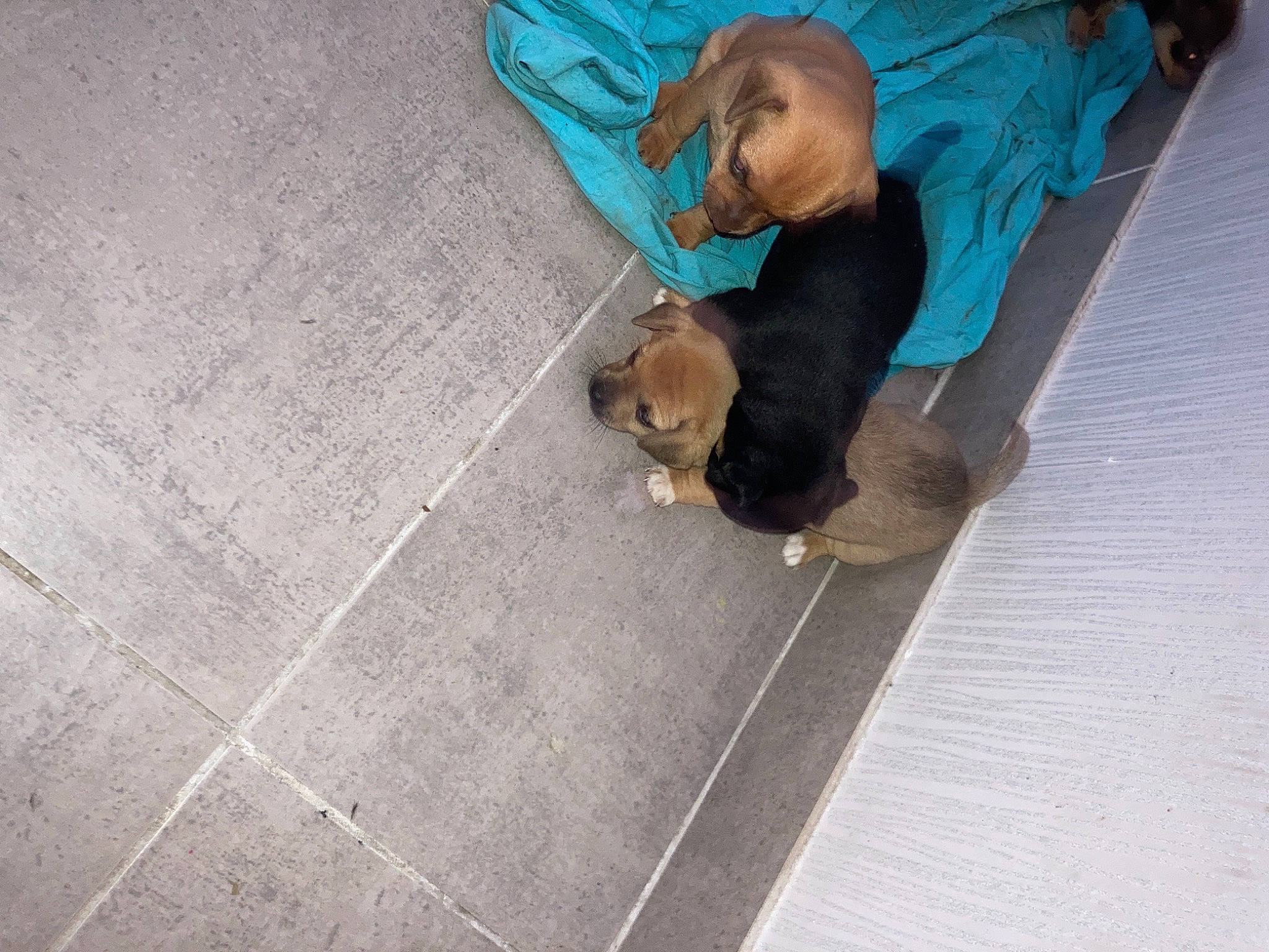 Zéna participe au concours pour gagner de l'argent avec cette photo : asphalt, canidae, carnivore, comfort, companion_dog, dog, dog_breed, fawn, floor, flooring, hardwood, human_leg, road_surface, sidewalk, sitting, snout, sporting_group, toy_dog, wood, working_animal