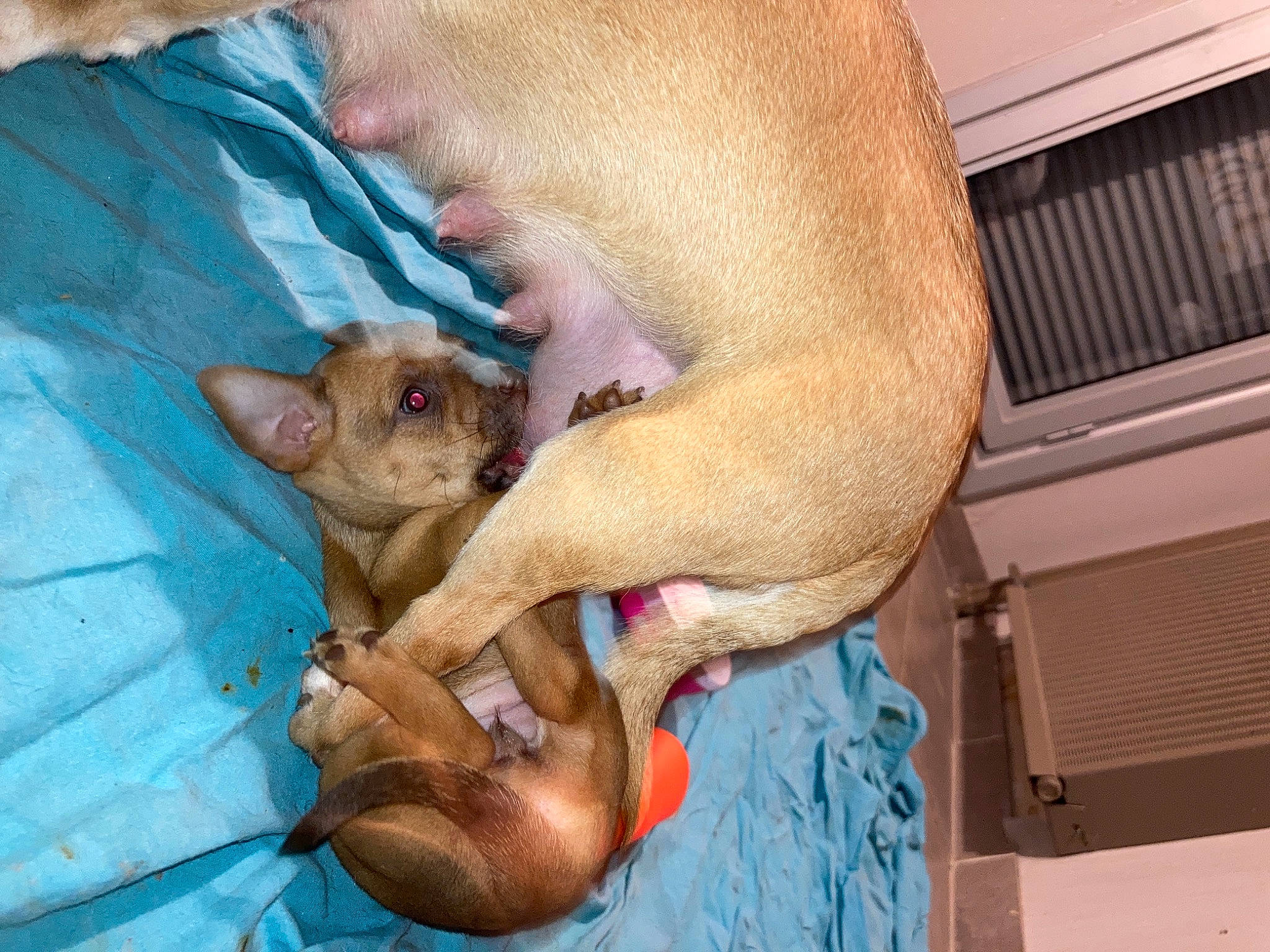 Praline a rejoint le concours — aidez-le/la à gagner de superbes lots ! canidae, carnivore, comfort, companion_dog, dog, dog_breed, fawn, fur, nail, paw, snout, sporting_group, terrestrial_animal