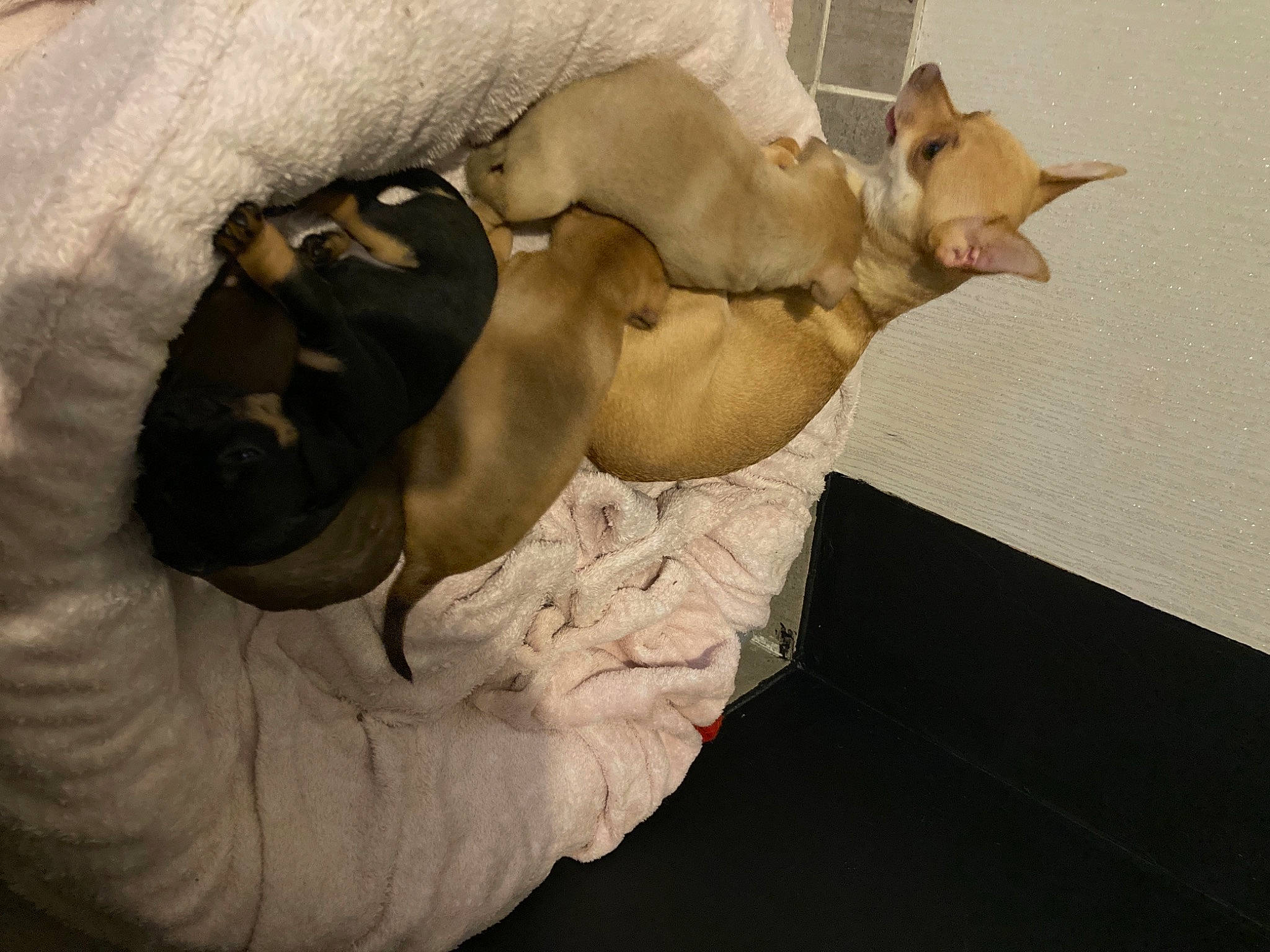 Praline participe au concours pour gagner de l'argent avec cette photo : abdomen, art, barechested, canidae, carnivore, chest, comfort, companion_dog, dog, dog_breed, fawn, human_body, human_leg, linens, nap, paw, snout, sporting_group, toy_dog, trunk