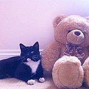 Cato is registered to the contest to win money with this photo: