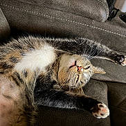 Minnie is registered to the contest to win money with this photo: animal, cat, closeup, comfortable, couch, cozy, cute, domestic, feline, fur, indoor, mammal, paw, pet, relaxed, resting, sleepy, stretching, tabby, whiskers