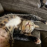 animal, cat, closeup, comfortable, couch, cozy, cute, domestic, feline, fur, indoor, mammal, paw, pet, relaxed, resting, sleepy, stretching, tabby, whiskers