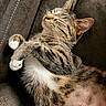 Minnie is registered to the contest to win money with this photo: animal, cat, closeup, couch, cozy, cute, domestic, feline, fur, indoor, mammal, napping, paw, pet, relaxed, resting, sleeping, soft, tabby, whiskers