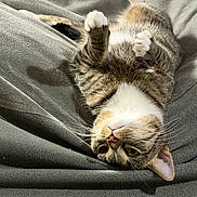 Minnie joined the competition — help win amazing prizes! cat, tabby, pet, animal, feline, whiskers, paw, cute, relaxed, cozy, blanket, gray, fur, indoor, playful, lying_down, closeup, domestic_cat, resting, soft