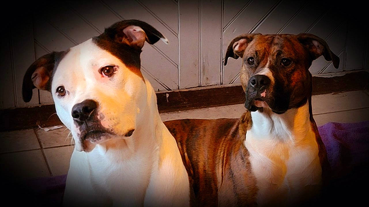 Coach And Luna is registered to the contest to win money with this photo: canidae, carnivore, collar, companion_dog, dog, dog_breed, dog_collar, dog_supply, fawn, flash_photography, fur, giant_dog_breed, light, pet_supply, snout, sporting_group, terrestrial_animal, whiskers, working_animal, working_dog