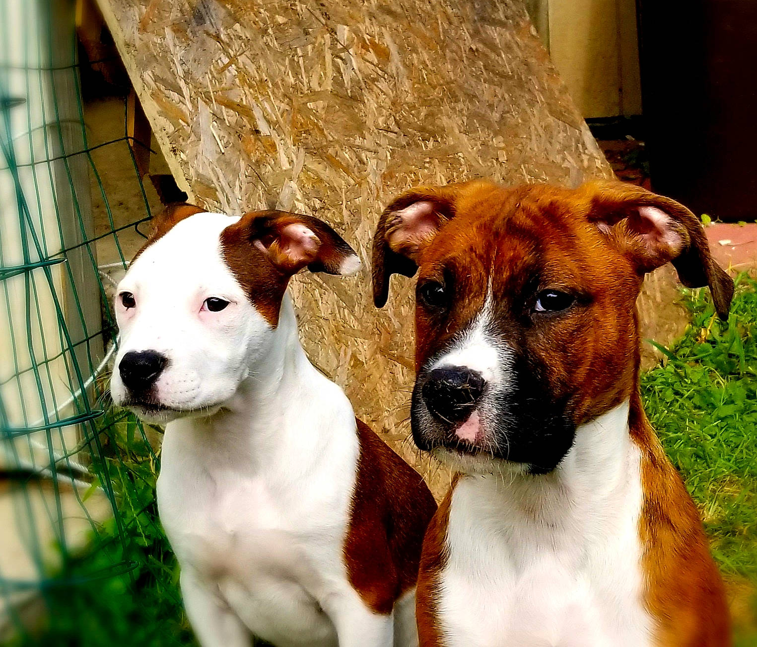 Coach And Luna is registered to the contest to win money with this photo: ancient_dog_breeds, canidae, carnivore, collar, companion_dog, dog, dog_breed, dog_collar, dog_supply, fawn, hunting_dog, non_sporting_group, pet_supply, snout, sporting_group, terrestrial_animal, vertebrate, whiskers, wood, working_animal