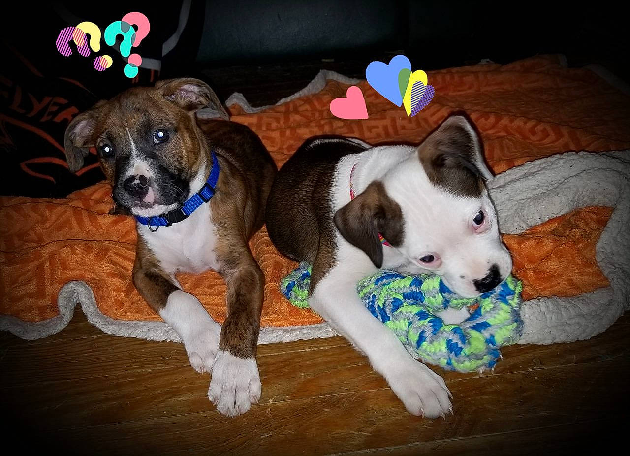 Coach And Luna joined the competition — help win amazing prizes! canidae, carnivore, collar, companion_dog, couch, dog, dog_breed, dog_clothes, dog_collar, dog_supply, fashion_accessory, fawn, non_sporting_group, paw, pet_supply, snout, sporting_group, terrier, toy_dog, working_animal