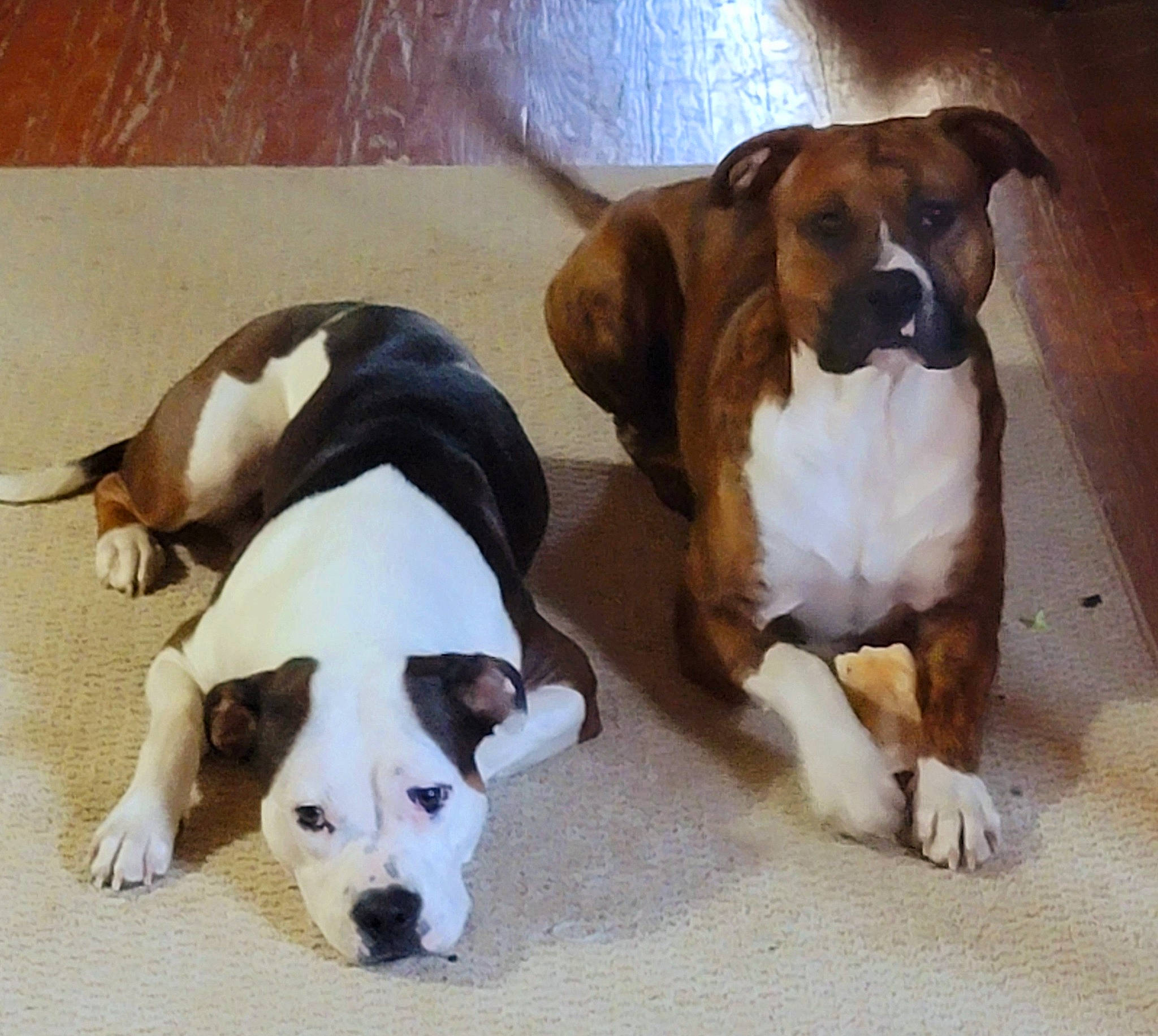 Coach And Luna is registered to the contest to win money with this photo: beaglier, bored, carnivore, comfort, companion_dog, dog, dog_breed, fawn, hardwood, hound, liver, paw, pet_supply, scent_hound, snout, sporting_group, tail, vertebrate, wood, working_animal