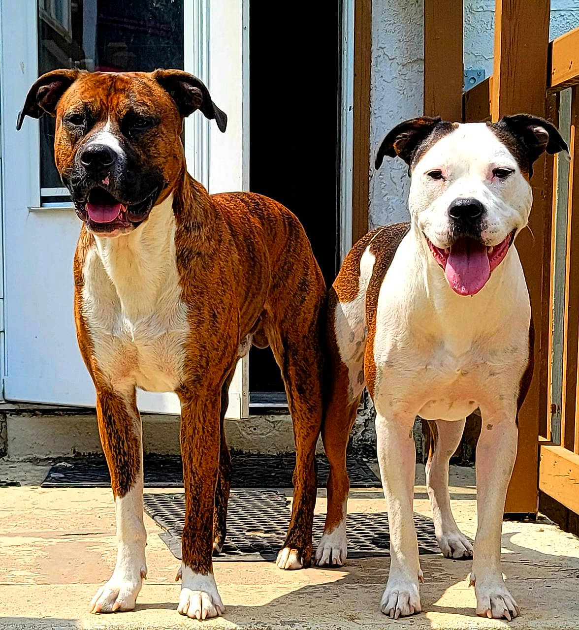 Coach And Luna joined the competition — help win amazing prizes! ancient_dog_breeds, boxer, canidae, carnivore, collar, companion_dog, dog, dog_breed, dog_collar, dog_supply, fawn, hunting_dog, molosser, non_sporting_group, paw, pet_supply, snout, sporting_group, working_animal, working_dog