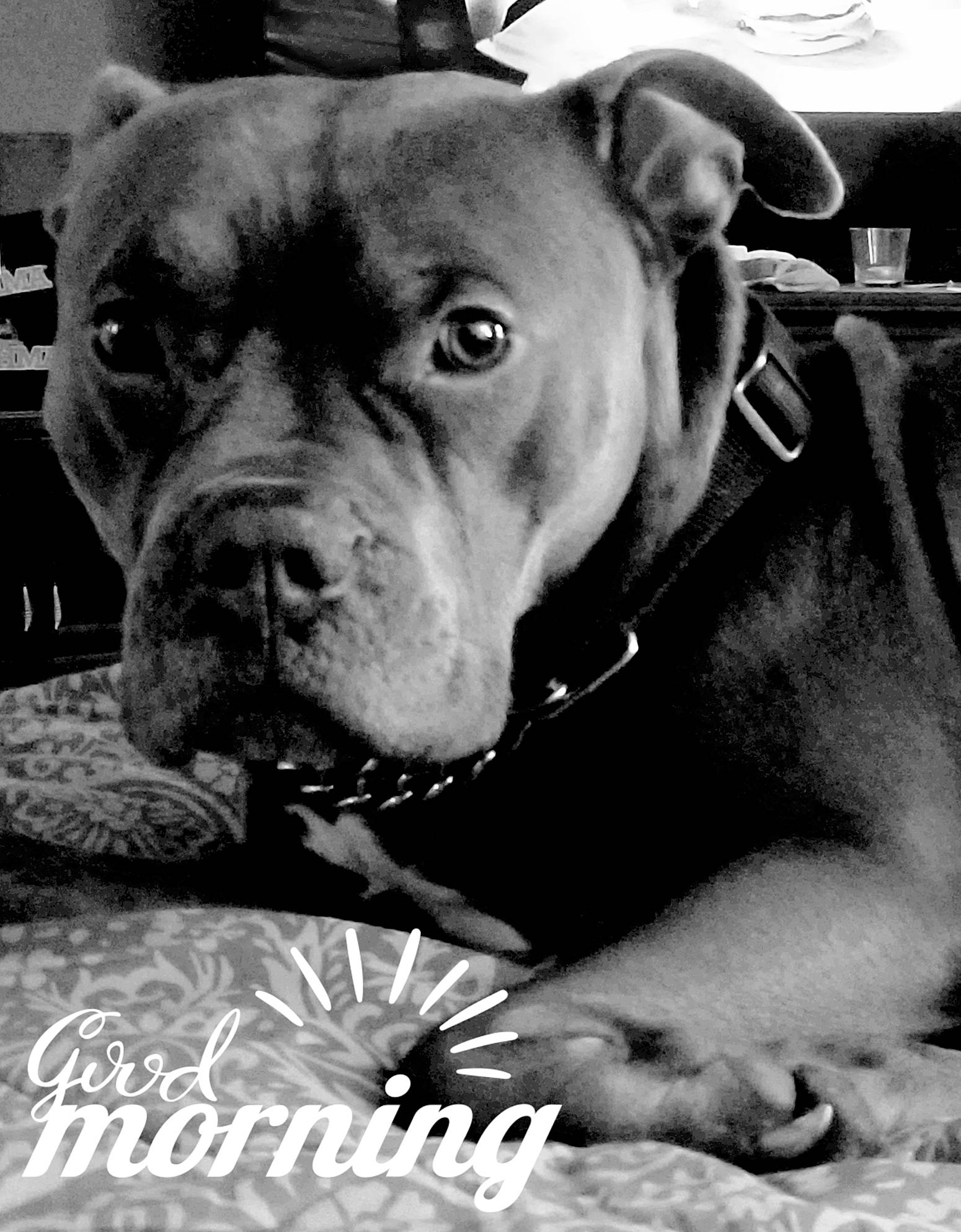 Tank joined the competition — help win amazing prizes! black, canidae, carnivore, collar, companion_dog, dog, dog_breed, dog_collar, fawn, fur, monochrome_photography, photograph, snout, sporting_group, stock_photography, style, whiskers, white, working_animal, working_dog