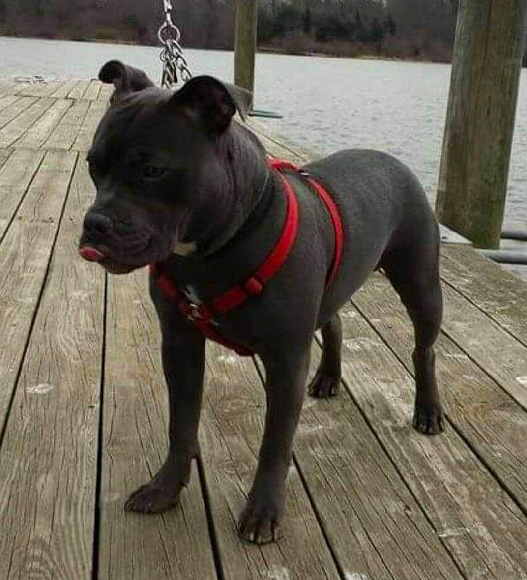Tank is registered to the contest to win money with this photo: canidae, carnivore, collar, companion_dog, dog, dog_breed, dog_collar, fashion_accessory, fawn, grey, guard_dog, leash, pet_supply, snout, sporting_group, tail, water, whiskers, wood, working_animal