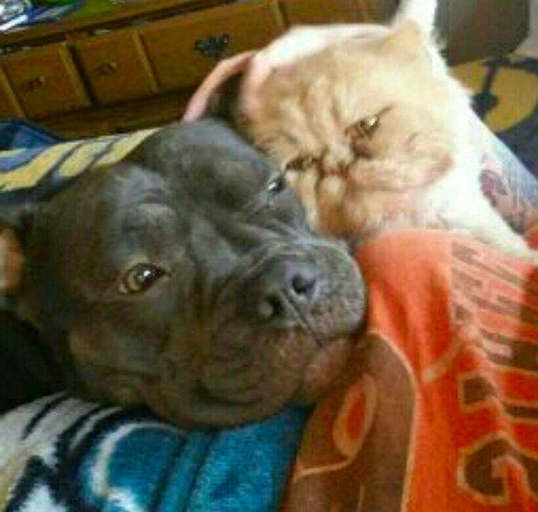 Tank joined the competition — help win amazing prizes! cabinetry, carnivore, cat, chest_of_drawers, comfort, companion_dog, dog, dog_breed, drawer, dresser, fawn, felidae, fur, liver, plant, snout, vertebrate, whiskers, working_animal, wrinkle