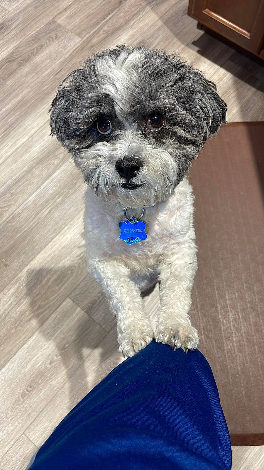 Chappie is registered to the contest to win money with this photo: blue, canidae, carnivore, companion_dog, dog, dog_breed, dog_supply, electric_blue, fur, hardwood, non_sporting_group, shih_poo, small_terrier, snout, sporting_group, terrier, toy_dog, water_dog, wood, working_animal