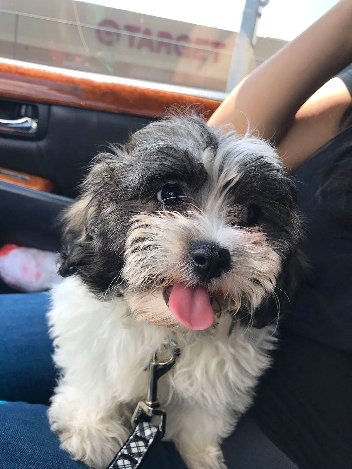 Chappie joined the competition — help win amazing prizes! canidae, carnivore, companion_dog, dog, dog_breed, fur, maltepoo, non_sporting_group, recipe, shih_poo, small_terrier, snout, sporting_group, terrier, toy_dog, working_animal