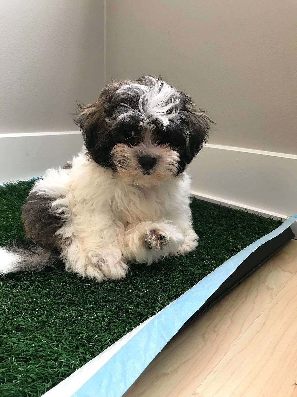 Chappie joined the competition — help win amazing prizes! canidae, carnivore, cockapoo, companion_dog, dog, dog_breed, flooring, fur, grass, liver, poodle_crossbreed, rectangle, shih_poo, small_terrier, snout, sporting_group, terrier, toy_dog, water_dog, working_animal