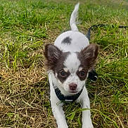 Naya participe au concours pour gagner de l'argent avec cette photo : dog, puppy, grass, outdoor, animal, white, brown, ears, pet, cute, leash, nature, playful, young, fur, small, adorable, mammal, closeup, face