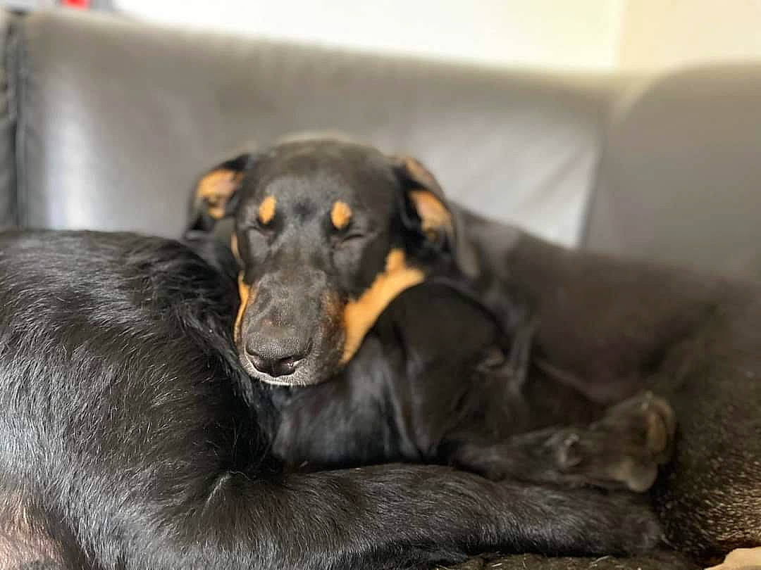 Koda a rejoint le concours — aidez-le/la à gagner de superbes lots ! austrian_black_and_tan_hound, canidae, carnivore, comfort, companion_dog, couch, dog, dog_breed, fur, guard_dog, montenegrin_mountain_hound, paw, snout, sporting_group, terrestrial_animal, whiskers, working_animal, working_dog