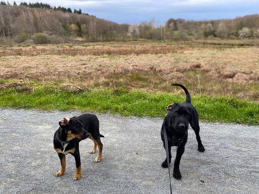 Koda a rejoint le concours — aidez-le/la à gagner de superbes lots ! canidae, carnivore, cloud, collar, dog, dog_breed, grass, grassland, guard_dog, landscape, leash, montenegrin_mountain_hound, plant, sky, sporting_group, tail, terrestrial_animal, tree, vertebrate, working_animal