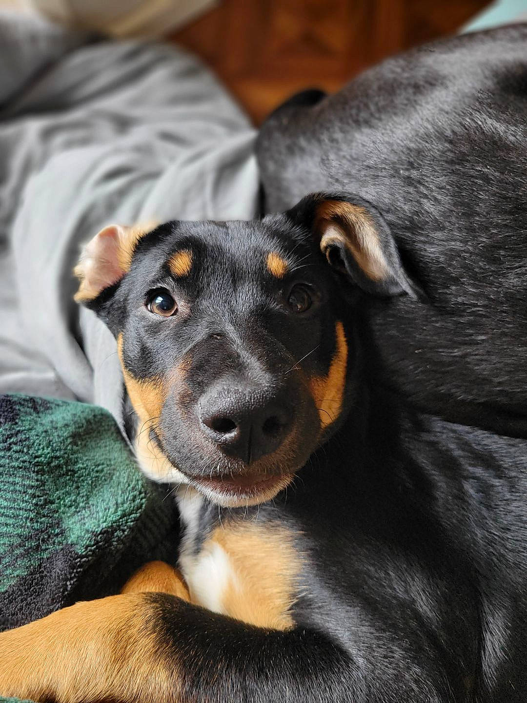 Koda a rejoint le concours — aidez-le/la à gagner de superbes lots ! austrian_black_and_tan_hound, canidae, carnivore, companion_dog, dog, dog_breed, ear, fur, guard_dog, montenegrin_mountain_hound, snout, sporting_group, whiskers, working_animal, working_dog