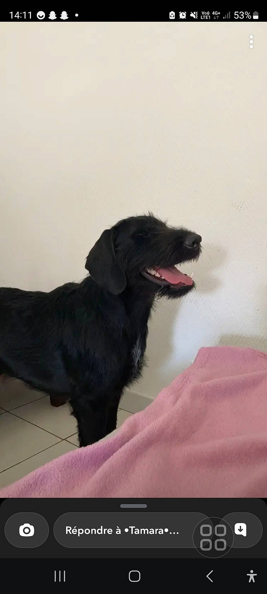 Twenty participe au concours pour gagner de l'argent avec cette photo : borador, carnivore, collar, companion_dog, dog, dog_breed, dog_collar, fang, fur, gun_dog, liver, magenta, retriever, snout, sporting_group