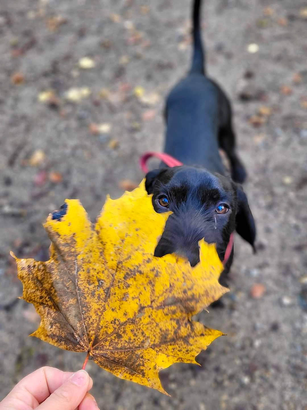 Twenty a rejoint le concours — aidez-le/la à gagner de superbes lots ! annual_plant, carnivore, deciduous, dog, dog_breed, flowering_plant, grass, landscape, leaf, natural_landscape, petal, plant, snout, soil, tints_and_shades, tree, twig, wood, working_animal, yellow