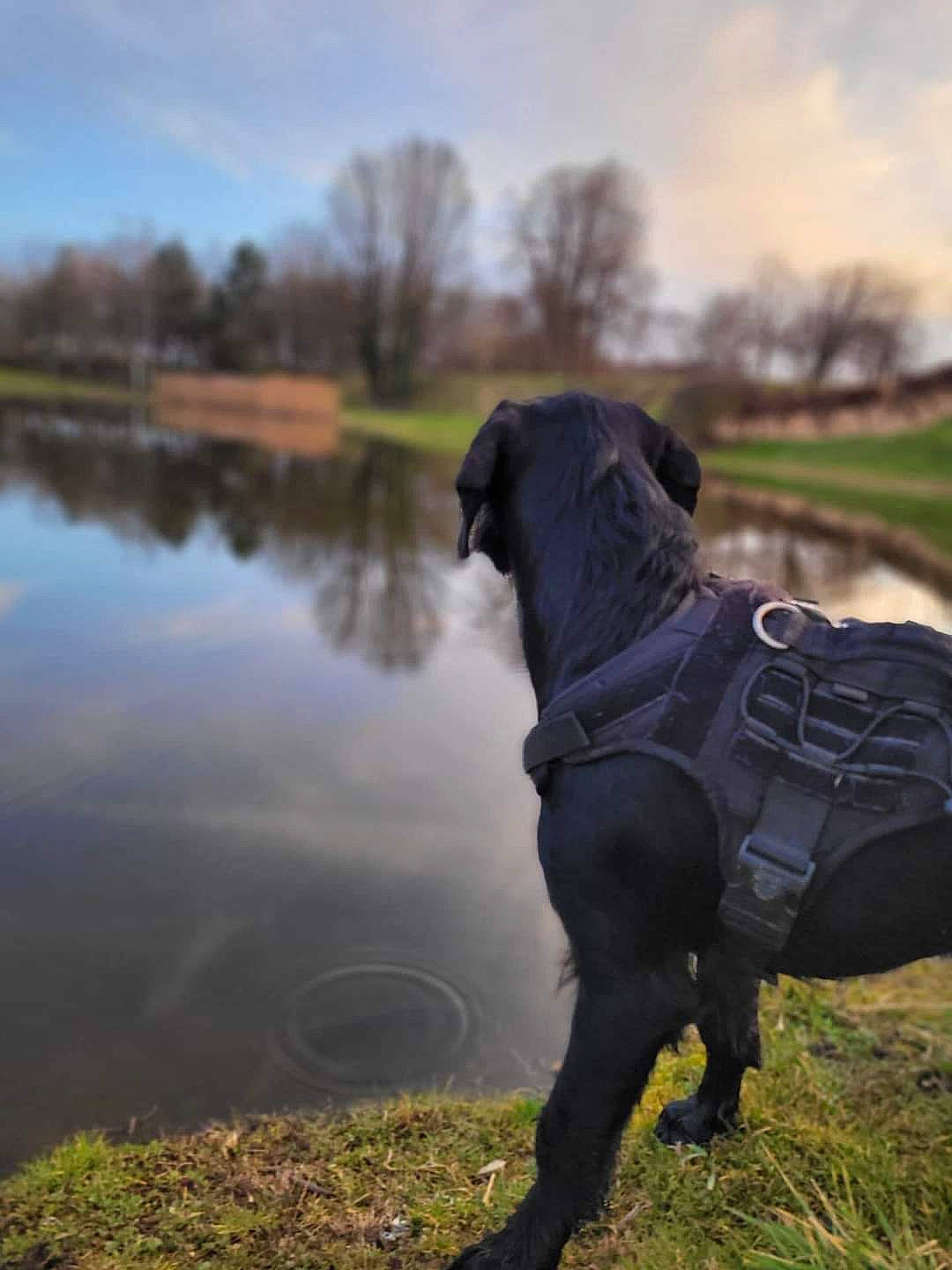 Twenty participe au concours pour gagner de l'argent avec cette photo : carnivore, cloud, companion_dog, dog, dog_breed, fawn, grass, grassland, lake, landscape, plant, sky, snout, sporting_group, sunlight, tail, terrestrial_animal, tree, water, working_animal