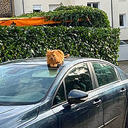 Gucci a rejoint le concours — aidez-le/la à gagner de superbes lots ! cat, orange_tabby, car, car_roof, hedge, greenery, building, windows, suburban, outdoor, daylight, animal, pet, vehicle, reflection, side_mirror, parked_car, nature, resting, fur