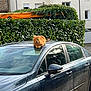 cat, orange_tabby, car, car_roof, hedge, greenery, building, windows, suburban, outdoor, daylight, animal, pet, vehicle, reflection, side_mirror, parked_car, nature, resting, fur