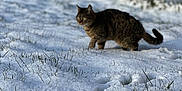 Câline a rejoint le concours — aidez-le/la à gagner de superbes lots ! abyssinian, animal, cat, coyote, footprint, grass, ice, kitten, leash, manx, nature, outdoors, pet, plant, snow, snowman, soil, tree, weather, winter