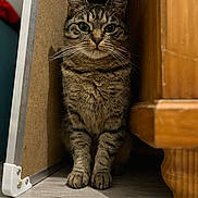 Câline participe au concours pour gagner de l'argent avec cette photo : abyssinian, animal, box, cat, closet, cupboard, drawer, egyptiancat, furniture, hardwood, indoors, interiordesign, kitten, manx, person, pet, plywood, shelf, stainedwood, wood