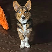 Scout joined the competition — help win amazing prizes! dog, corgi, blue_eyes, pet, indoor, wooden_floor, toy, orange_toy, cute, animal, sitting, ears_up, looking_at_camera, fur, collar, small_dog, domestic_animal, companion, alert, adorable