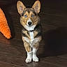 dog, corgi, blue_eyes, pet, indoor, wooden_floor, toy, orange_toy, cute, animal, sitting, ears_up, looking_at_camera, fur, collar, small_dog, domestic_animal, companion, alert, adorable