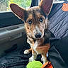 Scout is registered to the contest to win money with this photo: puppy, dog, car_interior, seat, blanket, toy, ears, fur, eyes, pet, cute, animal, indoor, young_dog, looking, sitting, nose, window, daylight, closeup