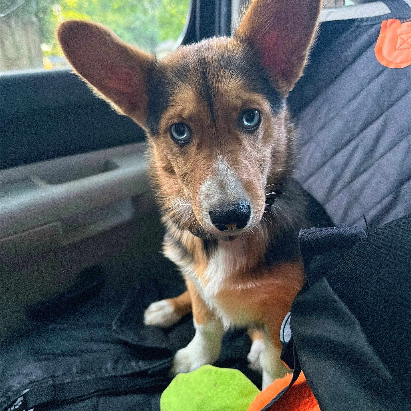 Scout is registered to the contest to win money with this photo: puppy, dog, car_interior, seat, blanket, toy, ears, fur, eyes, pet, cute, animal, indoor, young_dog, looking, sitting, nose, window, daylight, closeup