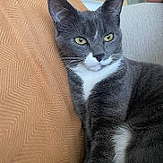 Trompette a rejoint le concours — aidez-le/la à gagner de superbes lots ! animal, cat, close_up, comfortable, couch, cozy, cushion, domestic_cat, feline, fur, gray_cat, household, indoor, pet, portrait, relaxed, sitting, whiskers, white_fur, yellow_eyes