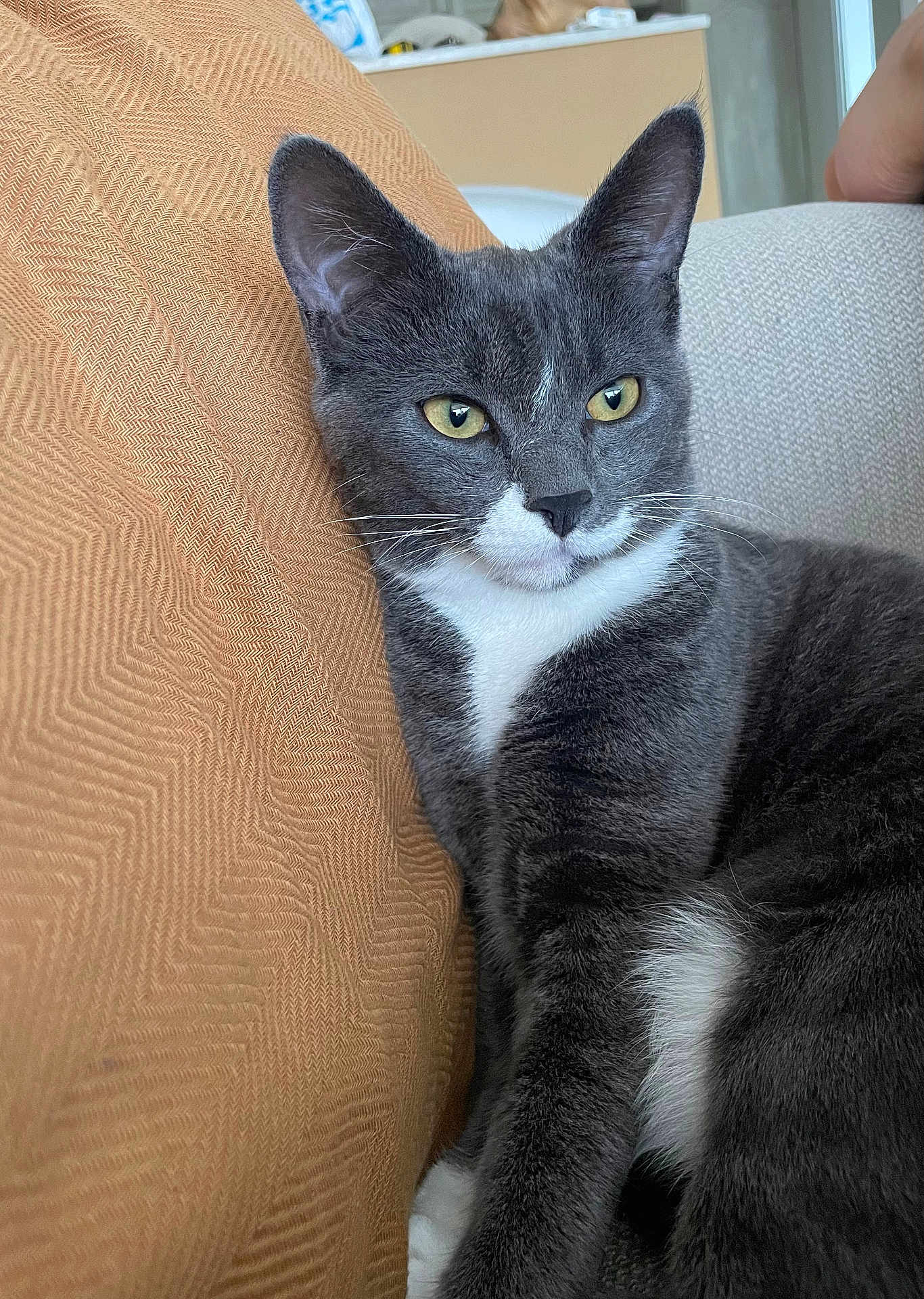 Trompette a rejoint le concours — aidez-le/la à gagner de superbes lots ! animal, cat, close_up, comfortable, couch, cozy, cushion, domestic_cat, feline, fur, gray_cat, household, indoor, pet, portrait, relaxed, sitting, whiskers, white_fur, yellow_eyes
