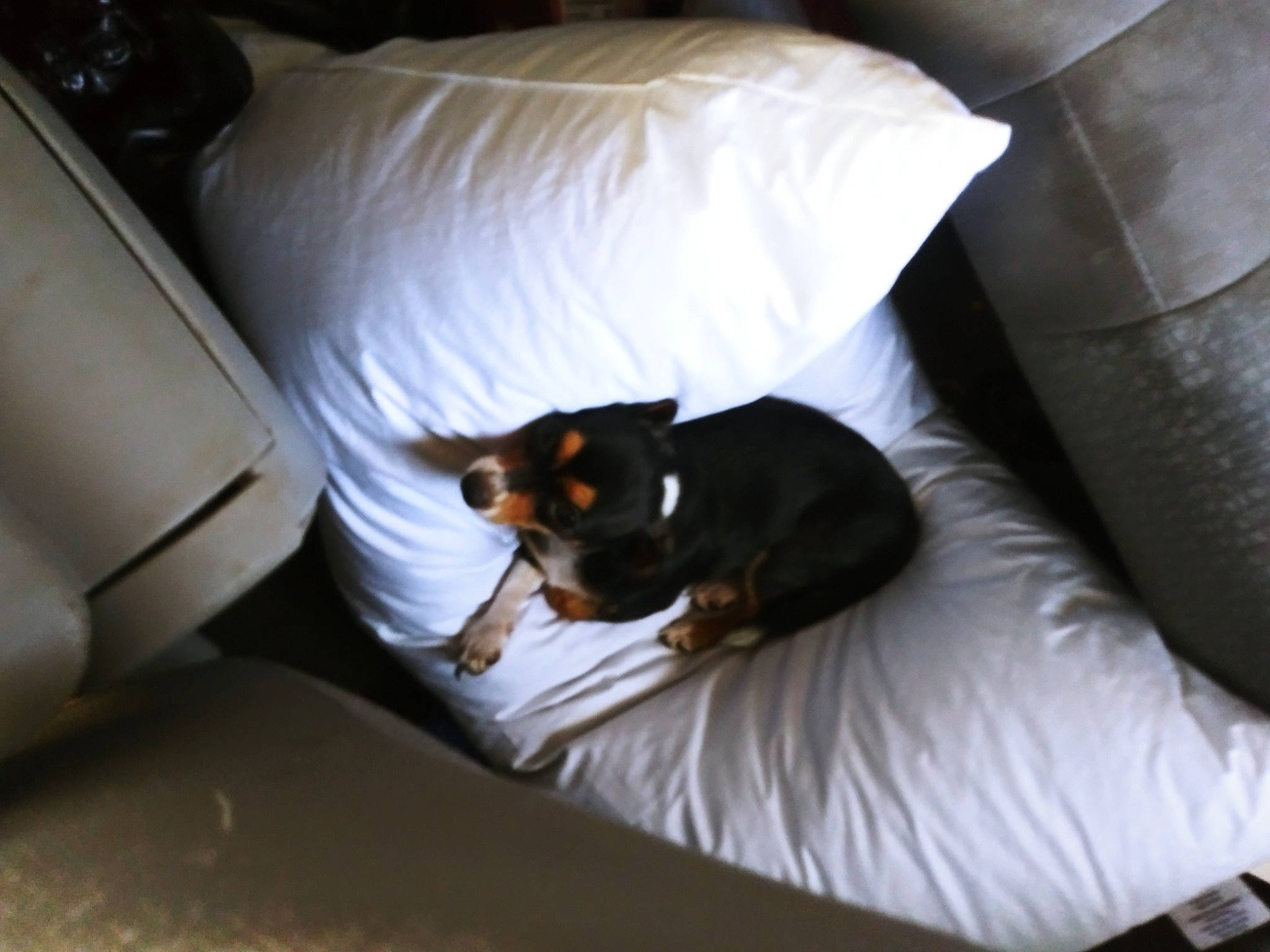 Bella joined the competition — help win amazing prizes! carnivore, comfort, companion_dog, couch, dog, dog_breed, felidae, flooring, grey, hardwood, linens, living_room, pillow, room, small_to_medium_sized_cats, sporting_group, tail, tints_and_shades, whiskers, wood