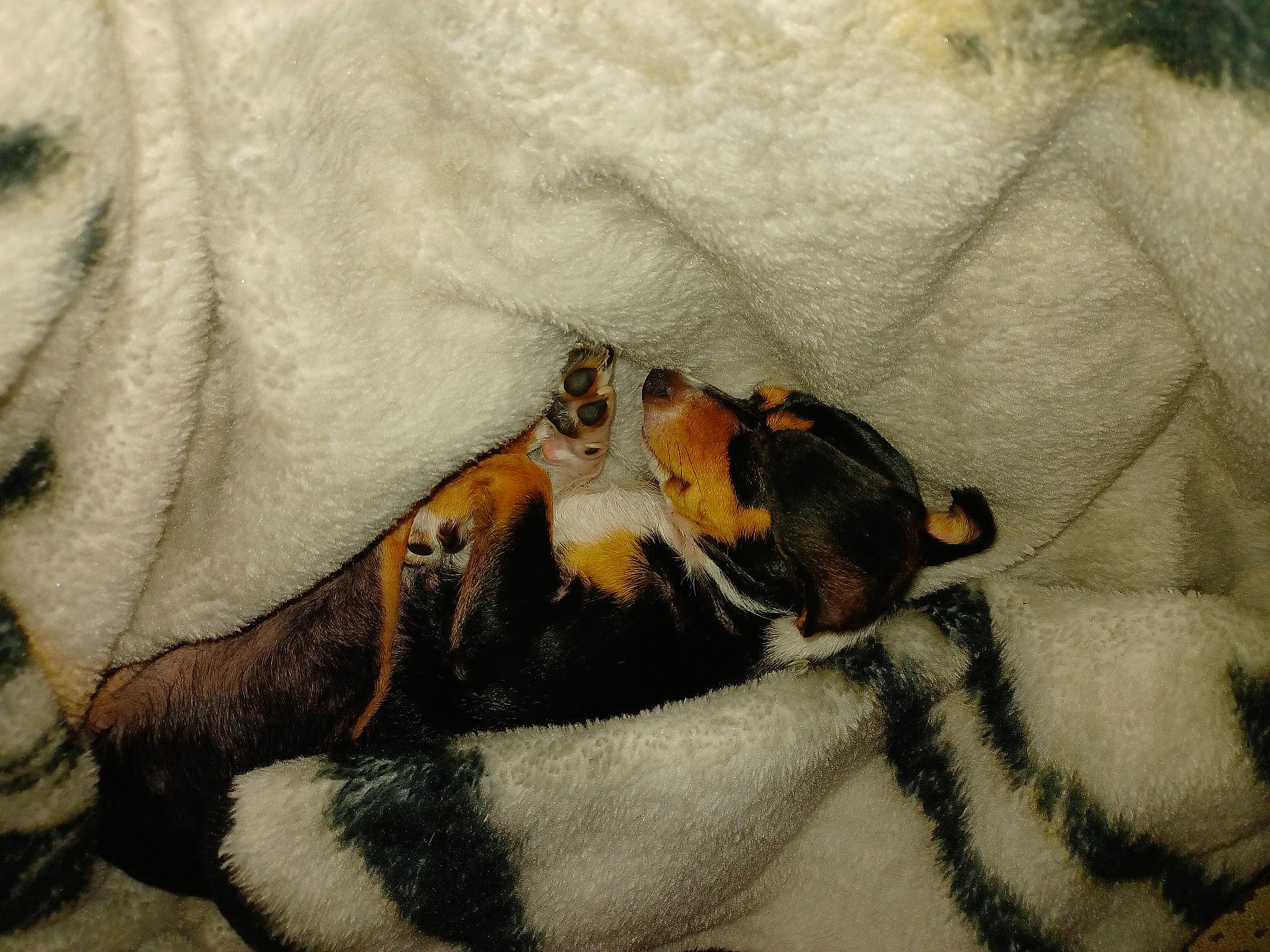 Bella is registered to the contest to win money with this photo: canidae, carnivore, claw, comfort, companion_dog, dog, dog_breed, fawn, foot, fur, human_leg, nap, painting, paw, sleep, snout, sporting_group, tail, terrestrial_animal, whiskers