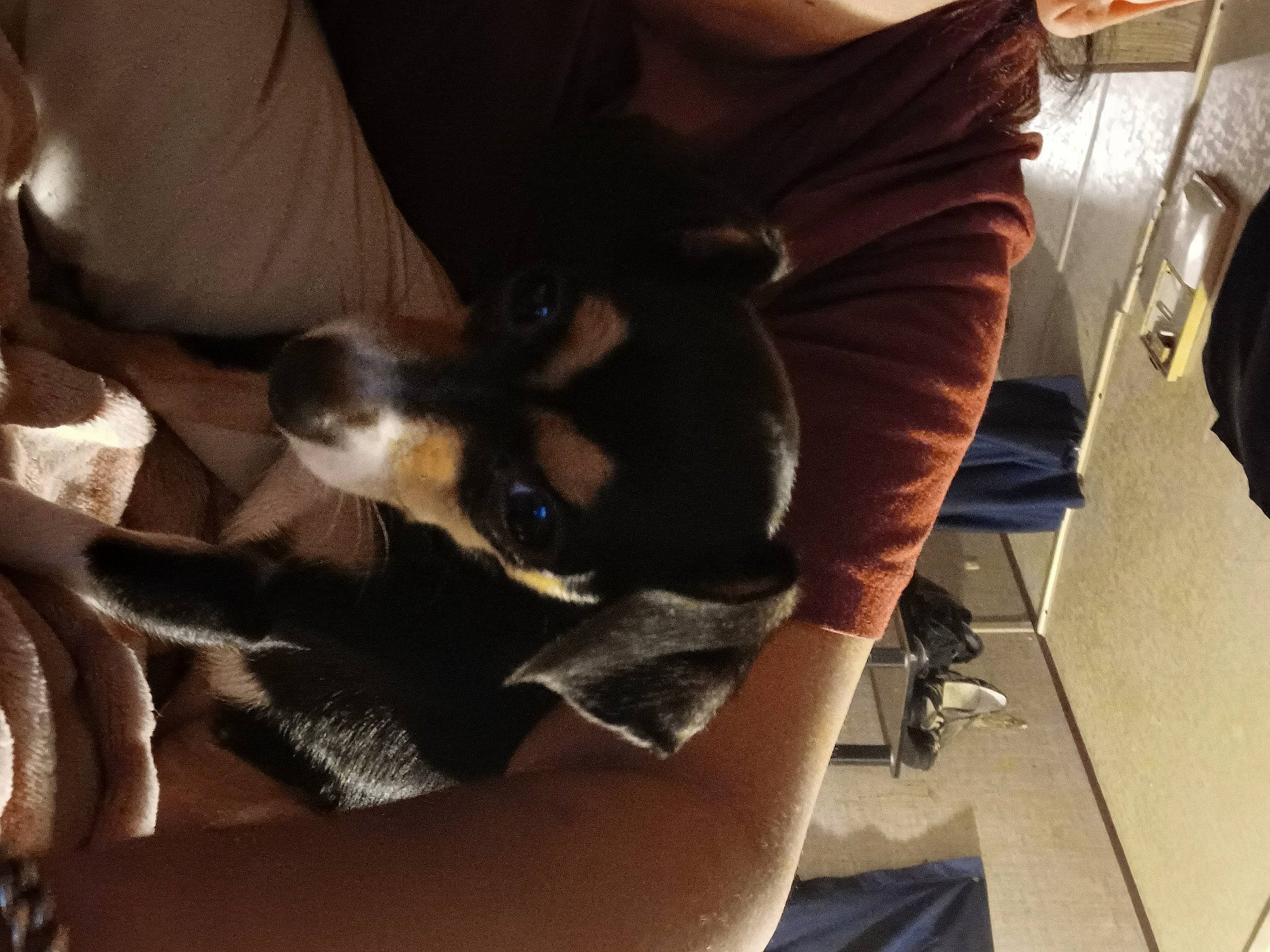 Bella joined the competition — help win amazing prizes! canidae, carnivore, claw, comfort, companion_dog, dog_breed, elbow, felidae, fur, gesture, human_leg, knee, lap, paw, sitting, small_to_medium_sized_cats, sporting_group, tail, thigh, whiskers