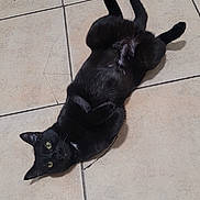 Tomoe joined the competition — help win amazing prizes! animal, belly_up, black_cat, cat, curious, cute, domestic_animal, ears, feline, floor, indoor, looking, lying_down, paw, pet, relaxed, resting, tile_floor, whiskers, yellow_eyes