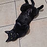 animal, belly_up, black_cat, cat, curious, cute, domestic_animal, ears, feline, floor, indoor, looking, lying_down, paw, pet, relaxed, resting, tile_floor, whiskers, yellow_eyes