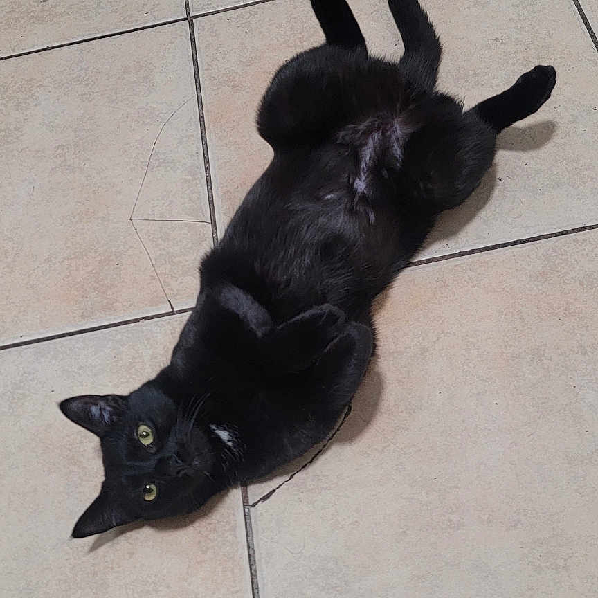 Tomoe joined the competition — help win amazing prizes! animal, belly_up, black_cat, cat, curious, cute, domestic_animal, ears, feline, floor, indoor, looking, lying_down, paw, pet, relaxed, resting, tile_floor, whiskers, yellow_eyes