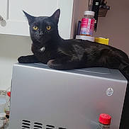 Tomoe joined the competition — help win amazing prizes! black_cat, cat, microwave, kitchen, countertop, yellow_eyes, black_fur, domestic_cat, appliance, bottle, plastic_bottle, coca_cola, kitchen_cabinet, indoor, pet, resting, curious, household, feline, relaxing