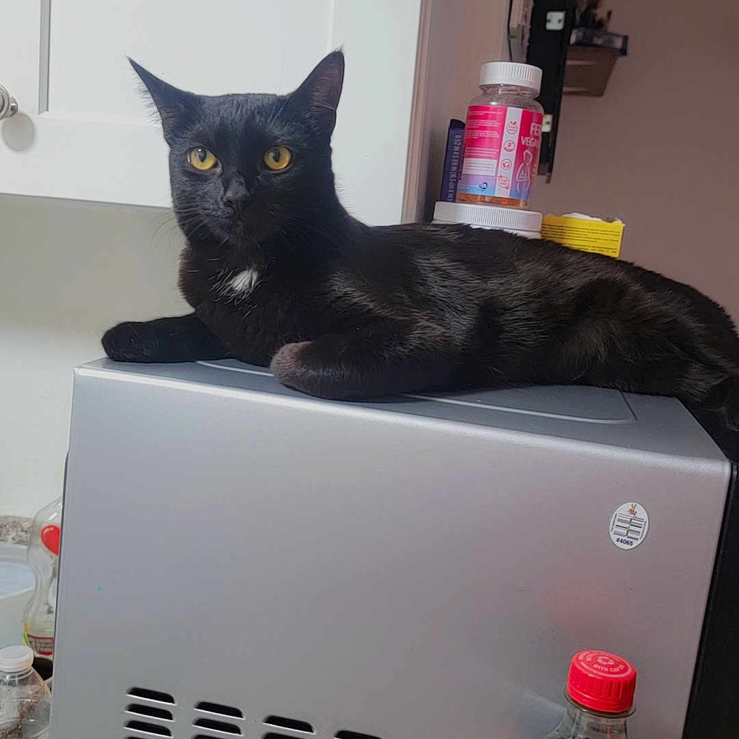 Tomoe joined the competition — help win amazing prizes! black_cat, cat, microwave, kitchen, countertop, yellow_eyes, black_fur, domestic_cat, appliance, bottle, plastic_bottle, coca_cola, kitchen_cabinet, indoor, pet, resting, curious, household, feline, relaxing