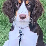 Lily Baker joined the competition — help win amazing prizes! dog, puppy, grass, outdoor, pet, collar, leash, brown, white, spotted, ears, sitting, young, canine, animal, nature, cute, fur, face, alert