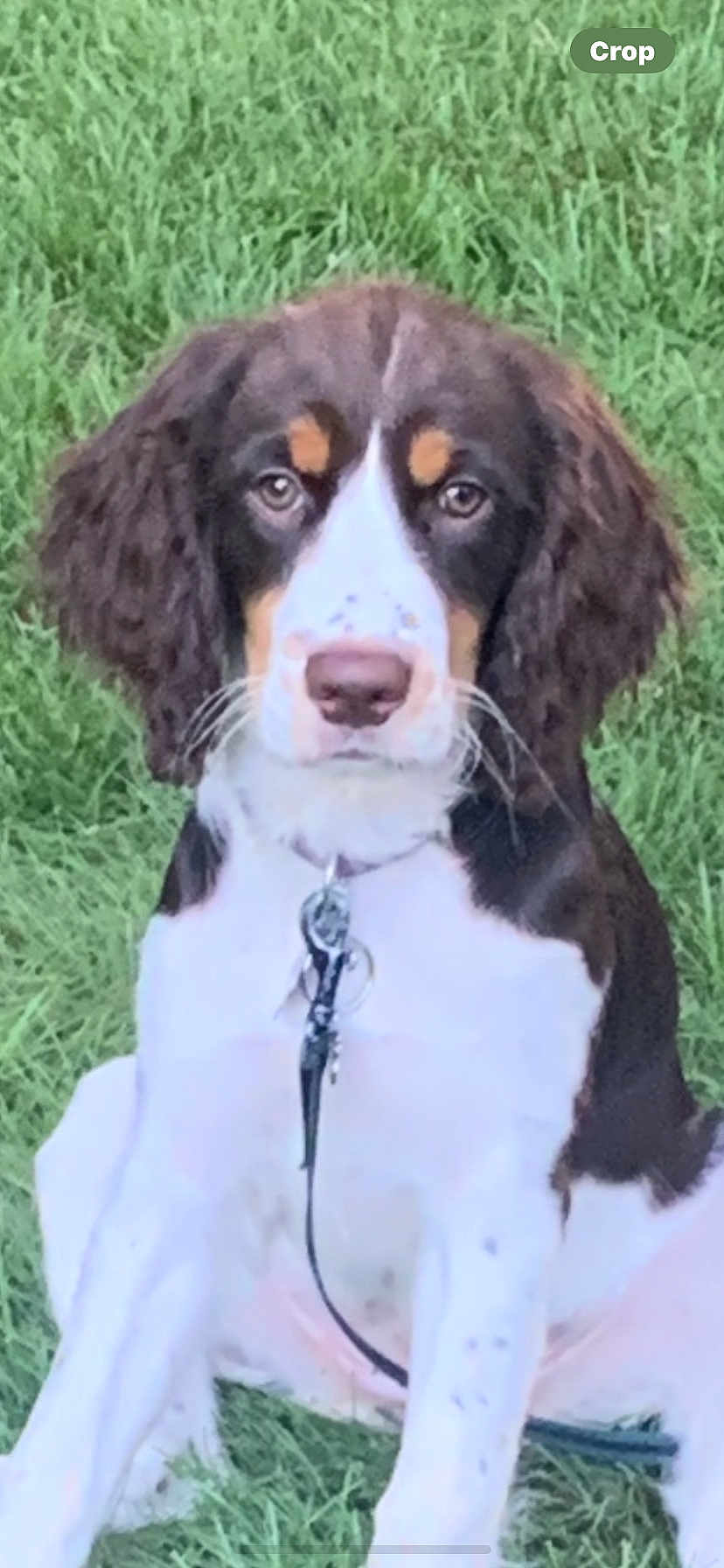 Lily Baker joined the competition — help win amazing prizes! dog, puppy, grass, outdoor, pet, collar, leash, brown, white, spotted, ears, sitting, young, canine, animal, nature, cute, fur, face, alert