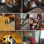 Daisy is registered to the contest to win money with this photo: dog, basset_hound, indoor, living_room, wood_floor, couch, person, carpet, table, lamp, stairs, blanket, basket, window, curtains, people, multiple_dogs, floor, sitting, lying_down