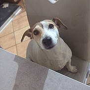 Oasis a rejoint le concours — aidez-le/la à gagner de superbes lots ! dog, chair, table, kitchen, tile_floor, wooden_chair, pet, animal, indoor, looking_up, curious, shadow, white_dog, brown_spots, ears, face, floor, furniture, domestic, companion